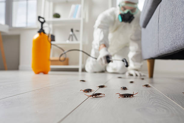 Post-Treatment Bed Bug Interceptor Monitoring in Bainbridge